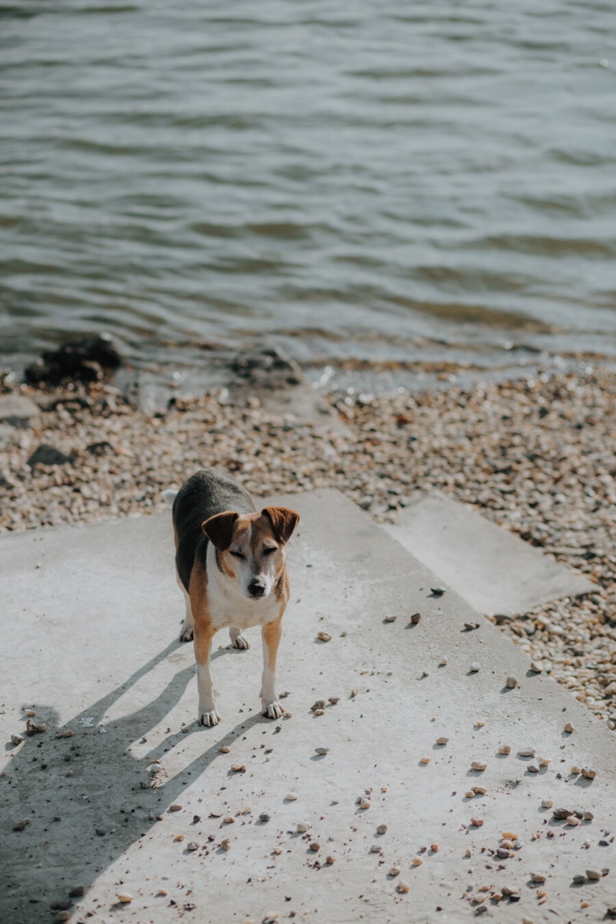 dog, hunting dog, tricolor, beagle, riverbank, canine, pet, hound, beach, water