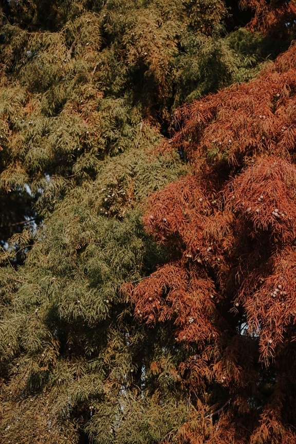árvores, Ramos, estação Outono, colorido, paisagem, árvore, folha, parque, natureza, madeira