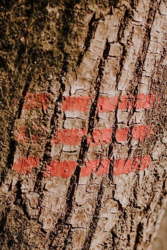 Kora, Kora, drzewo, symbol, znak, znak, czerwony, znacznik, grunge, powierzchni