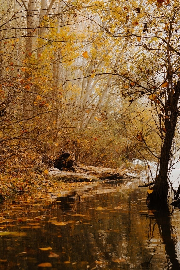 tepi sungai, sungai, musim gugur, jeruk kuning, warna, pohon, cabang, pemandangan, pohon, hutan