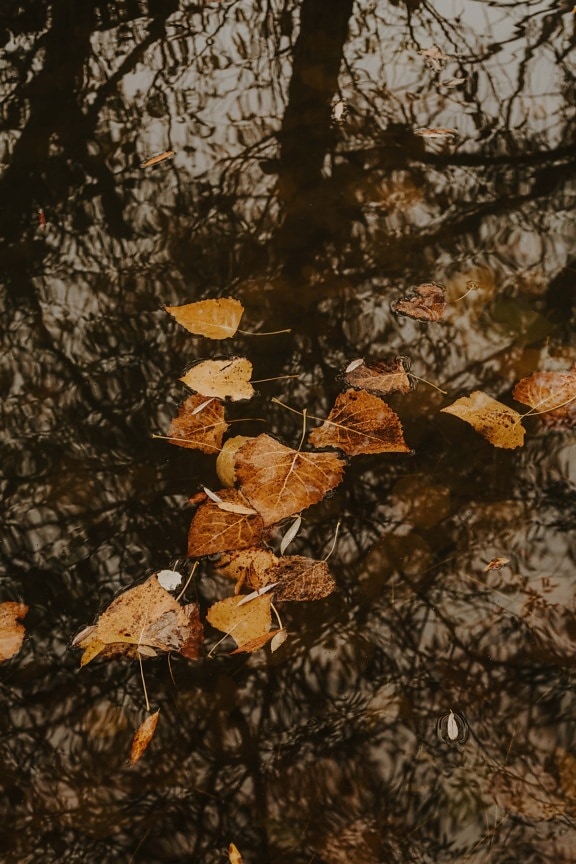 oranžová žltá, žlté listy, plávajúce, hladina vody, jesennej sezóny, krídlo, strom, príroda, farba, textúra