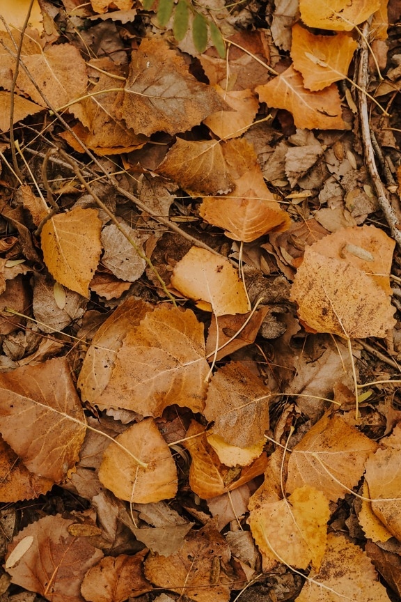 saison de l'automne, feuilles jaunes, brun jaunâtre, sol, nature, feuille, arbre, couleur, sec, texture