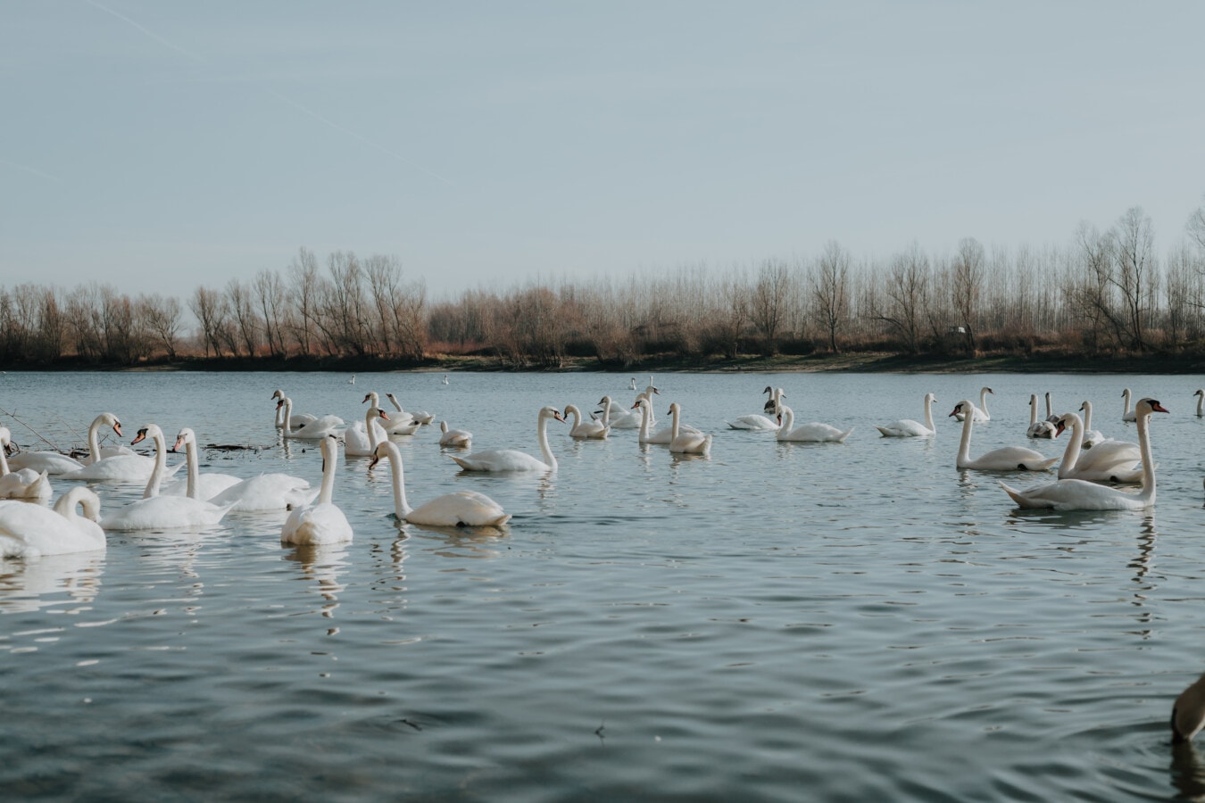 swan, flock, grace, swimming, aquatic bird, bird family, wildlife, bird, water, lake