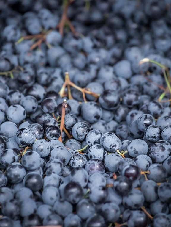 organic, dark blue, grapes, close-up, ripe fruit, cluster, fruit, antioxidant, viticulture, grape