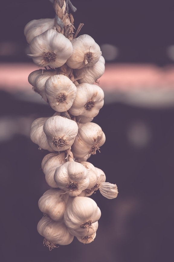 garlic, organic, hanging, delicious, spice, still life, ingredients, food, cooking, vegetable