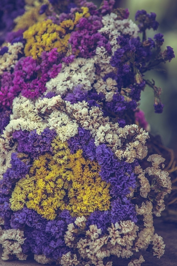 colorat, buchet, mare, flori, floare, iarbă, flora, culoare, decor, în aer liber