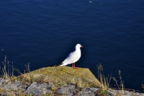 bird, seagull, standing, concrete, rocks, coastline, wildlife, aquatic bird, feather, water