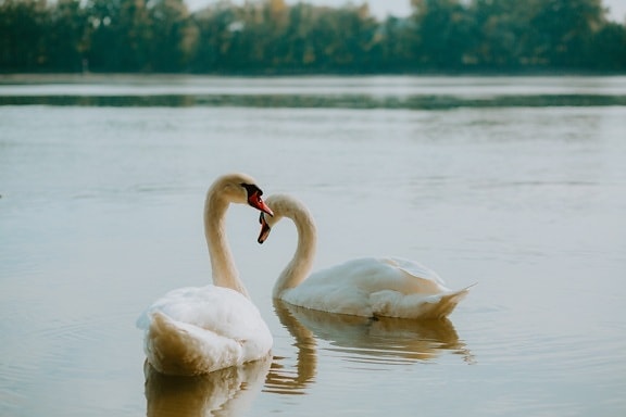 birds, pair, swan, aquatic bird, waterfowl, water, beak, wildlife, bird, lake