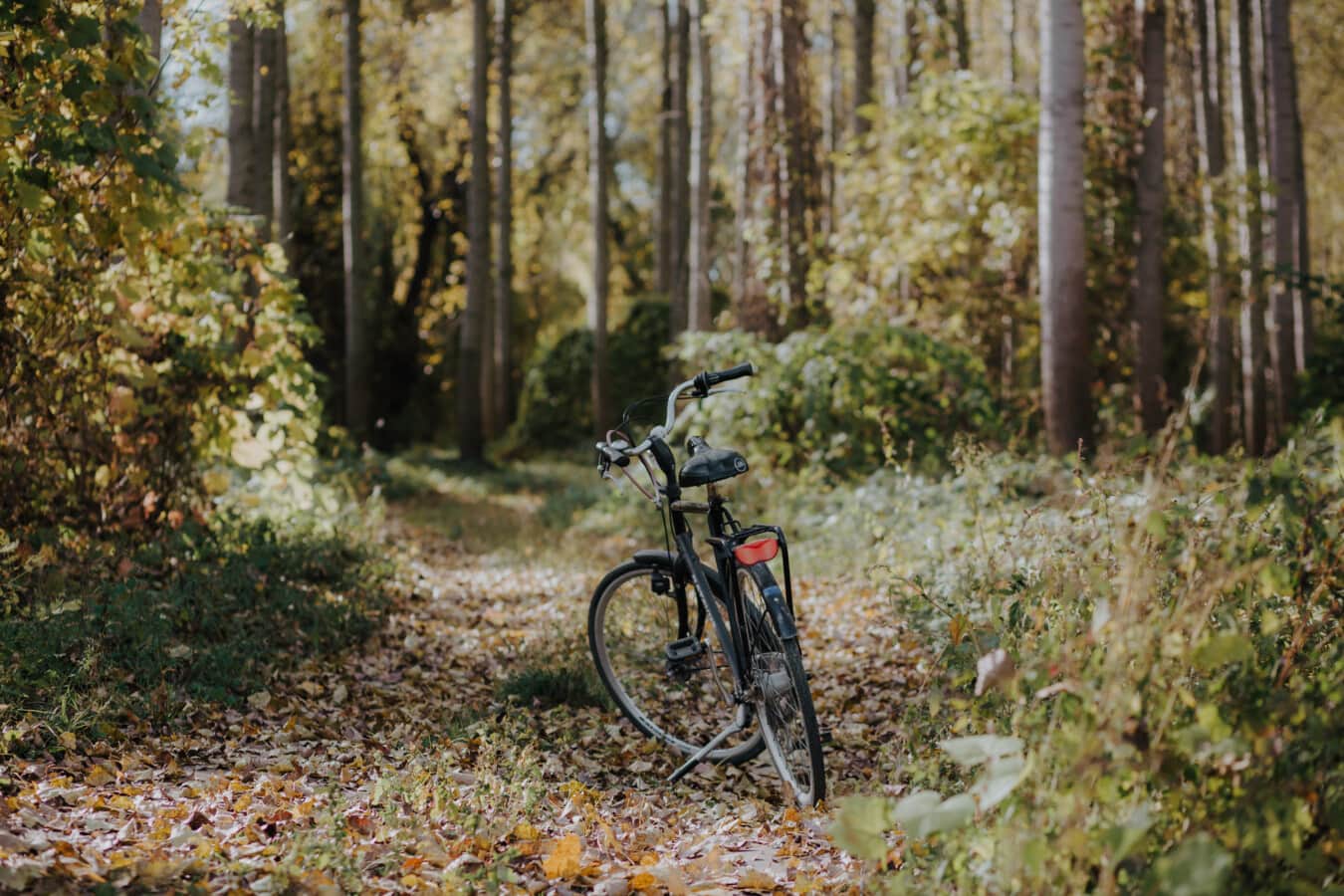 skovvejen, cykel, efterår, Forest trail, skovstien, køretøj, træ, hjulet, natur, udendørs