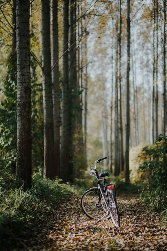forest road, bicycle, forest trail, forest path, autumn season, outdoors, tree, nature, leaf, trail