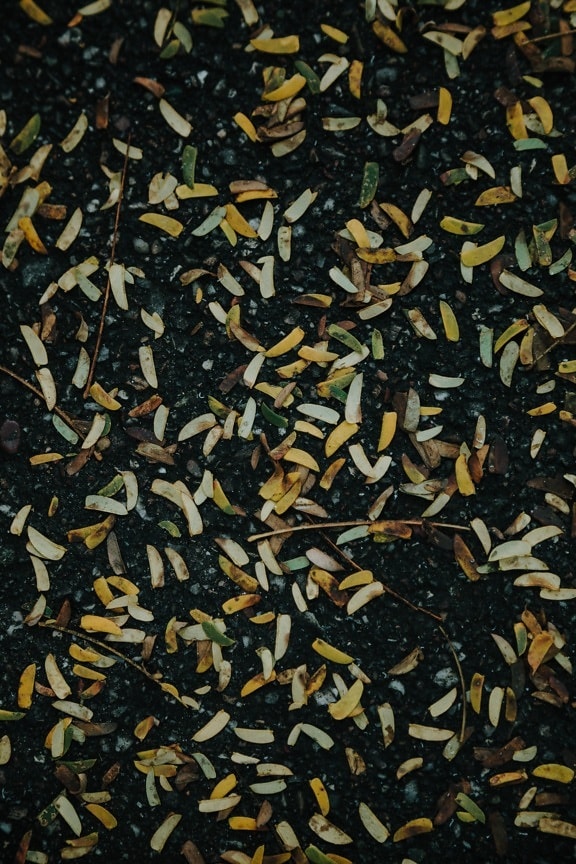 žluté listy, malé, miniaturní, pozemní, půda, špinavý, špíny, vzor, textura, list