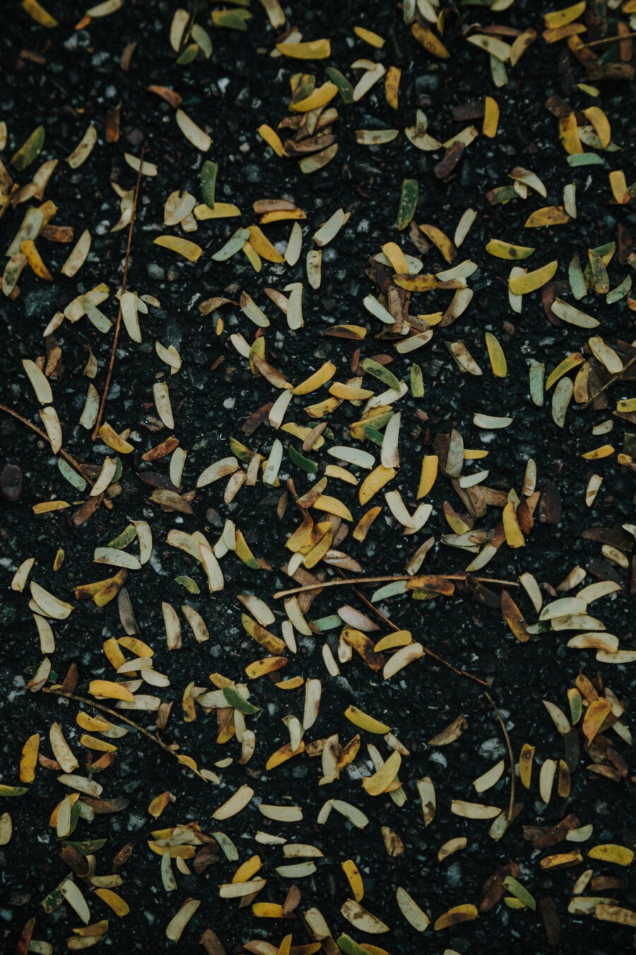 黄色の葉, 小さな, ミニチュア, 地面, 土壌, 汚い, 汚れ, パターン, テクスチャ, 葉