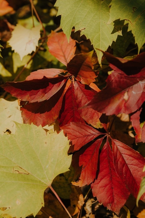 crveno, list, grančice, jesen, jesen, biljka, lišće, lišće, sezona, javor