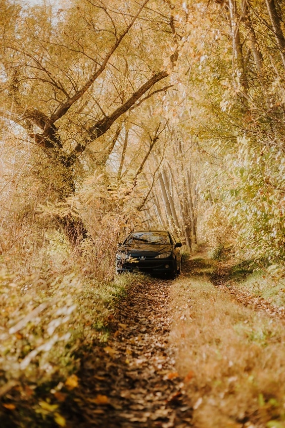sedan, car, autumn season, forest road, forest trail, landscape, tree, autumn, nature, leaf