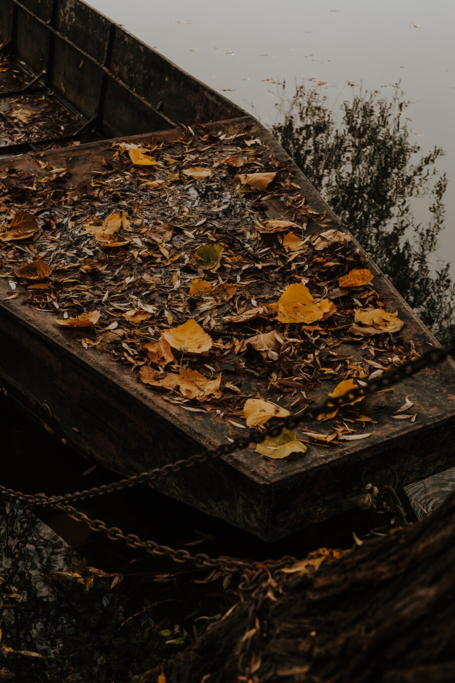 rivierboot, boot, verlaten, braakliggende, verval, wrak, herfst seizoen, gele bladeren, hout, licht