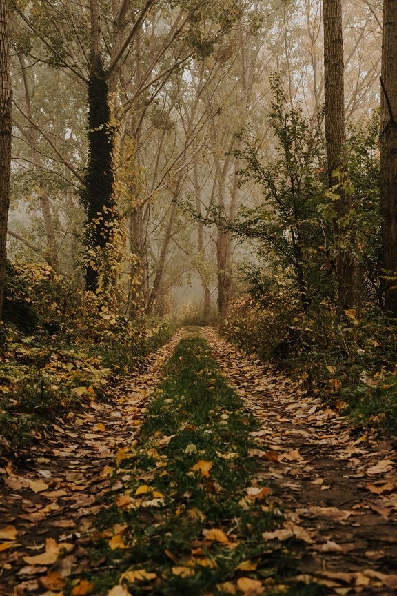 forest trail, forest road, autumn season, forest path, pathway, foggy, trail, autumn, park, tree