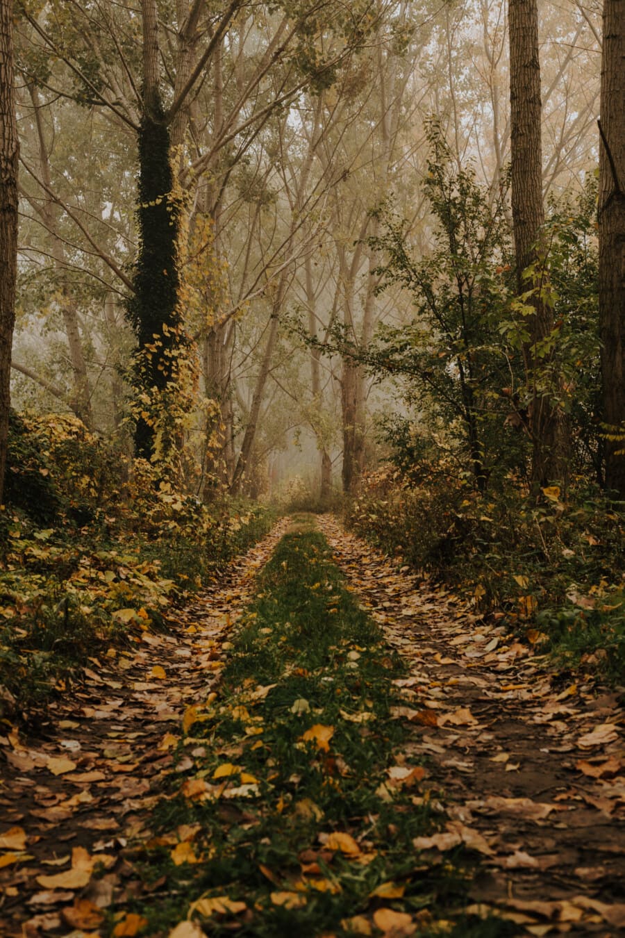 hutan trail, jalan Forest, musim gugur musim, jalan hutan, jalur, berkabut, jejak, musim gugur, taman, pohon