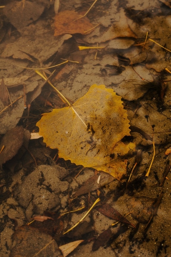 žuto lišće, žućkasto smeđa, list, pod vodom, jesen, Blato, blatnjava ravnica, priroda, tlo, tekstura