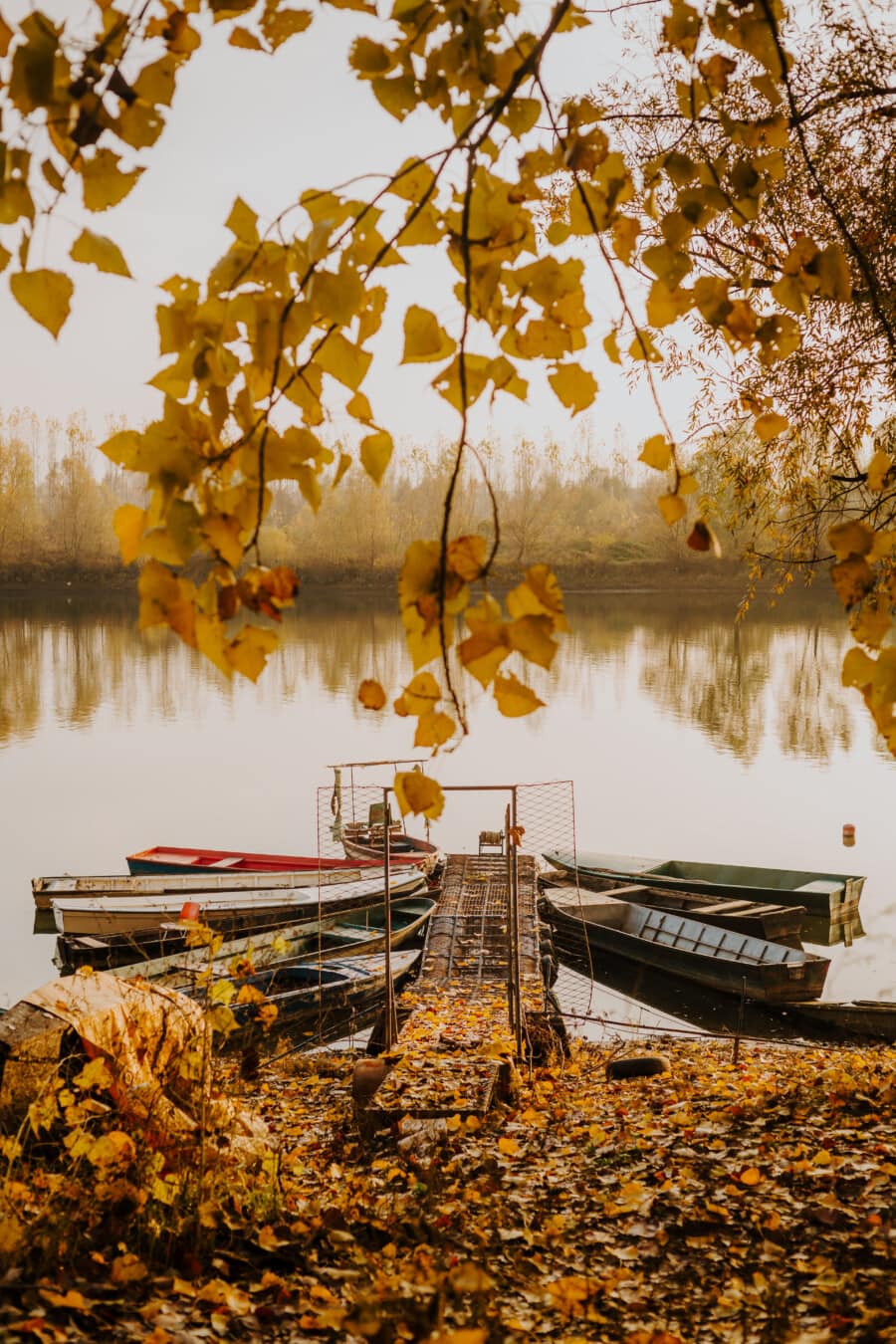 barca di fiume, Riva del fiume, fiume, stagione autunnale, foglie gialle, rami, Costa, albero, orizzontale, autunno