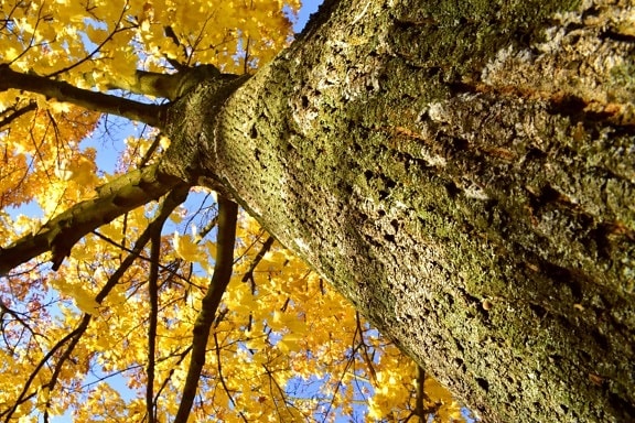 underneath, tree, big, cortex, autumn season, bark, yellow leaves, forest, hickory, autumn