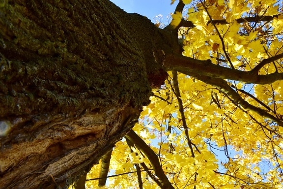 nedenunder, træ, store, efterårssæsonen, gule blade, efterår, blad, parkere, skov, plante