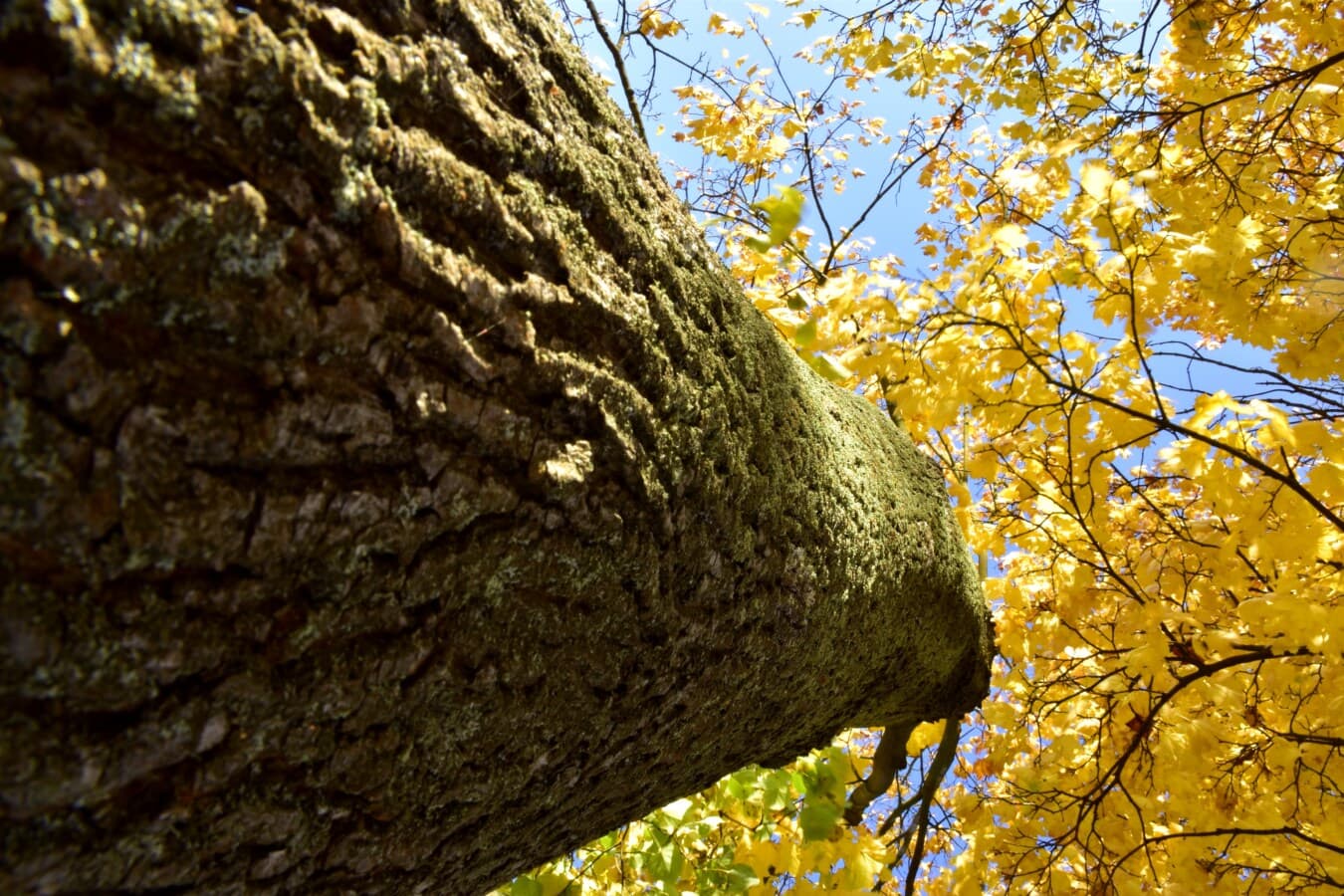 copac, mare, frunze galbene, Sezonul de toamnă, galben maro, cortexul, până aproape, scoarţă de copac, frunze, pădure