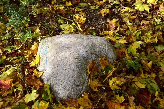 orange yellow, autumn season, yellowish, leaf, ground, stone, big rocks, nature, park, wood