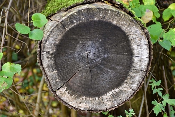firewood, trees, cross section, wood, mossy, dry, round, nature, tree, trunk