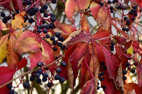 листа, тъмно червено, клонове, дива природа, плодове, есенния сезон, природата, растителна, есен, клон