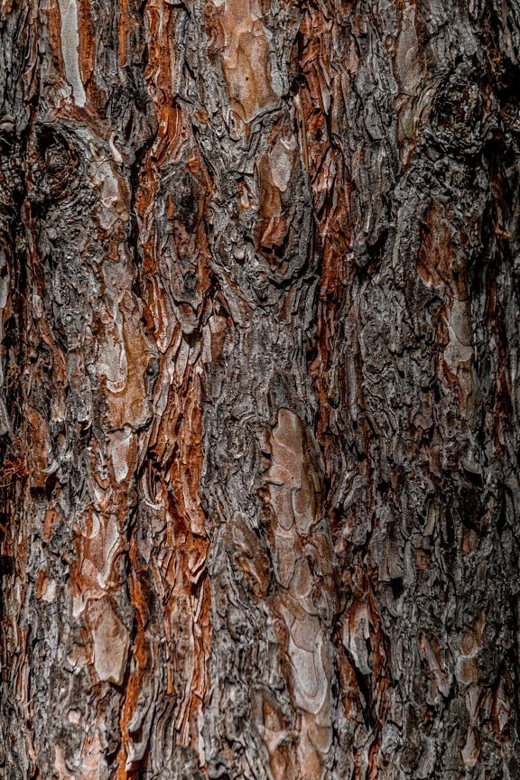 bark, bark, rött trä, träd, konsistens, gran, timmer, grov, material, trunk
