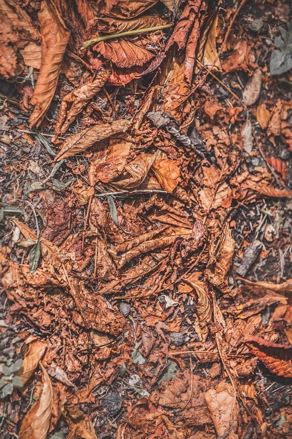 地面, 秋天季节, 叶, 干, 污垢, 浅褐色, 纹理, 模式, 性质, 壁纸