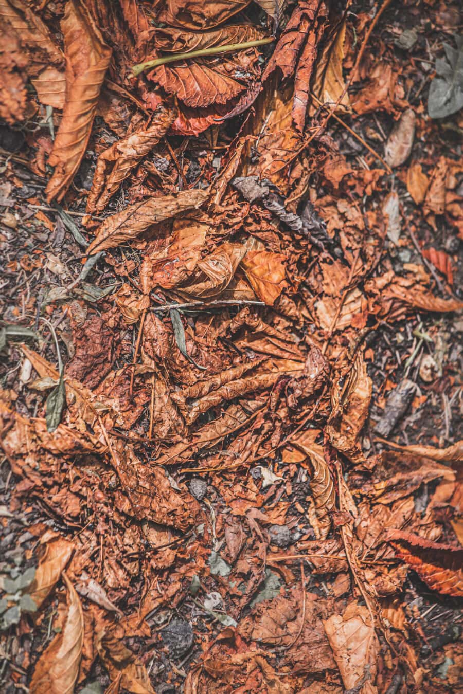 jorden, efterårssæsonen, blad, tør, snavs, lys brun, tekstur, mønster, natur, tapet