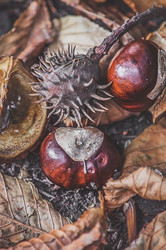 chestnut, seed, Castanea sativa, nature, shell, leaf, delicious, upclose, autumn, season