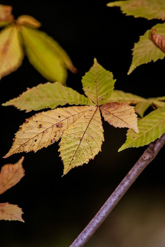 branchlet, greenish yellow, autumn season, leaf, plant, autumn, maple, foliage, nature, leaves
