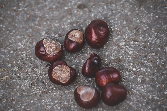 Castanea sativa, chestnut, brown, seed, dark, texture, upclose, autumn, group, organic