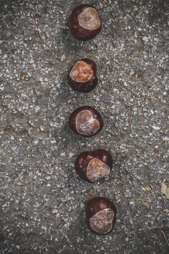 seed, chestnut, Castanea sativa, asphalt, texture, upclose, dirty, brown, pattern, herb
