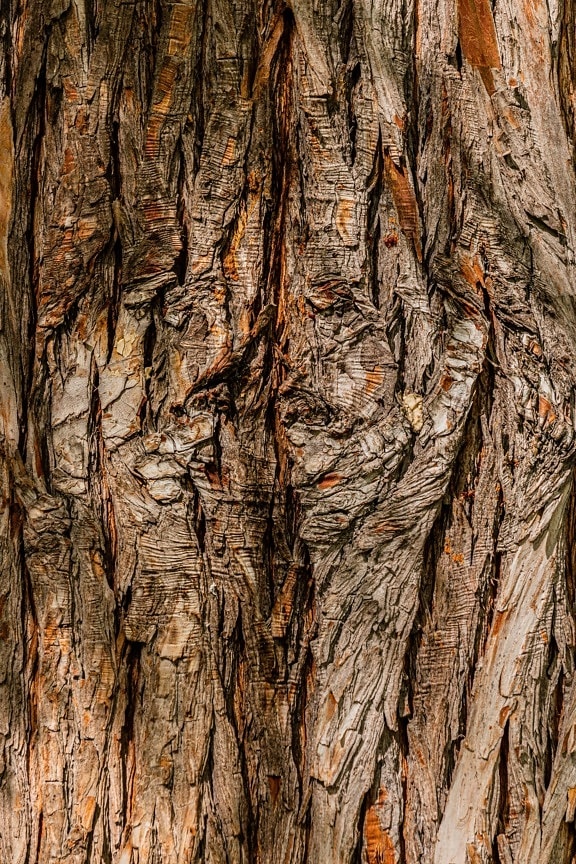 verticale, copac, cortexul, textura, detaliu, lemn, stare brută, pin, lemn de esenta tare, model