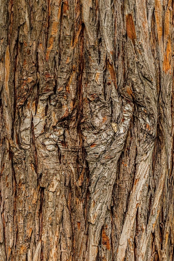 cortex, lys brun, treet, nært hold, tekstur, loddrett, bark, furu, tre, grov