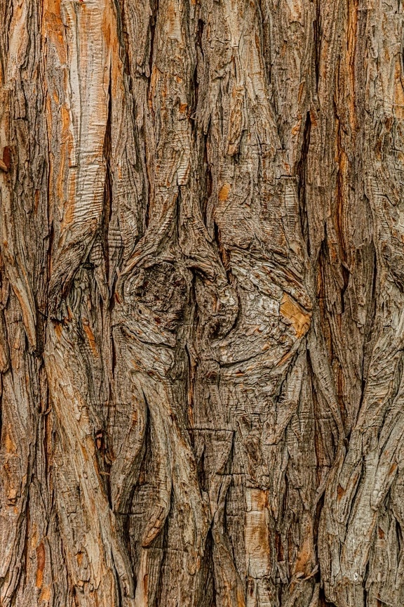 cortex, light brown, hickory, texture, timber, close-up, wood, bark, tree, old
