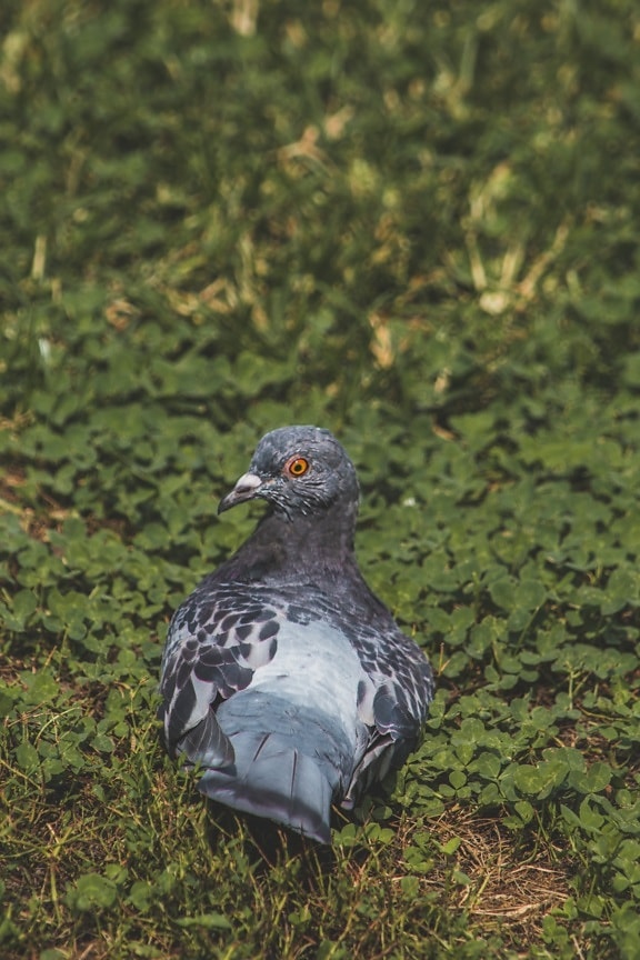 dark blue, pigeon, laying, grass, beak, nature, wildlife, bird, feather, animal