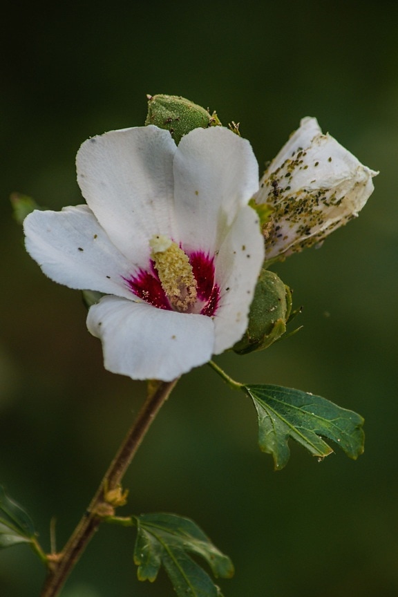 white flower, pistil, close-up, pollen, small, insect, bug, blossom, garden, petal