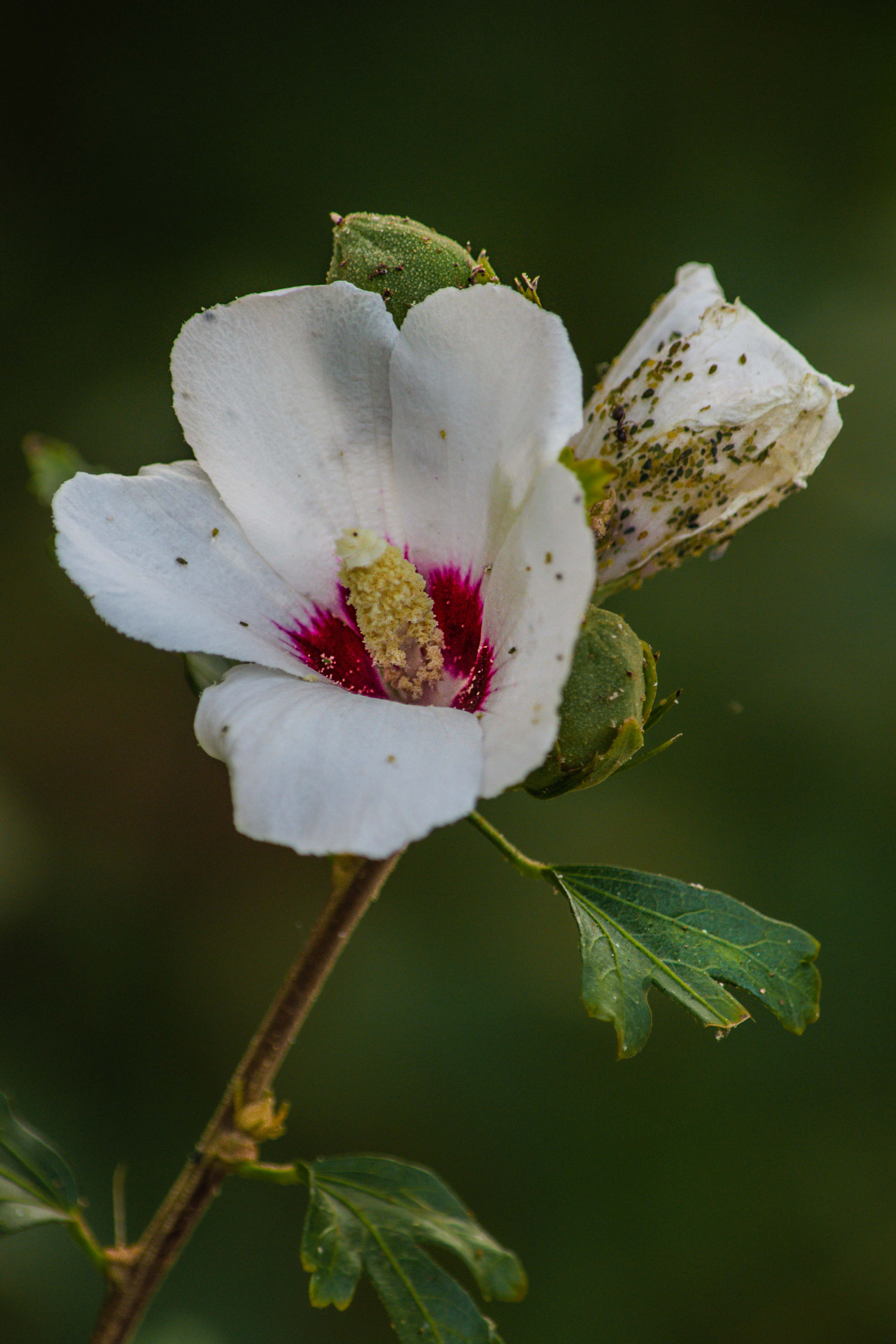Image libre: fleur blanche, pistil, fermer, pollen, petit, insecte,  punaise, fleur, jardin, pétale