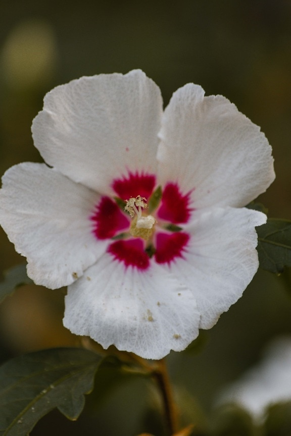 white flower, pistil, close-up, pink, flower, nature, blossom, outdoors, leaf, stamen