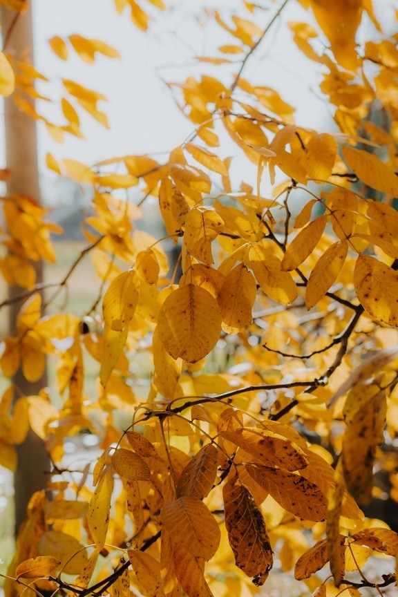 marrom amarelado, árvore, noz, folhas amarelas, Ramos, estação Outono, outono, folhas, natureza, folha