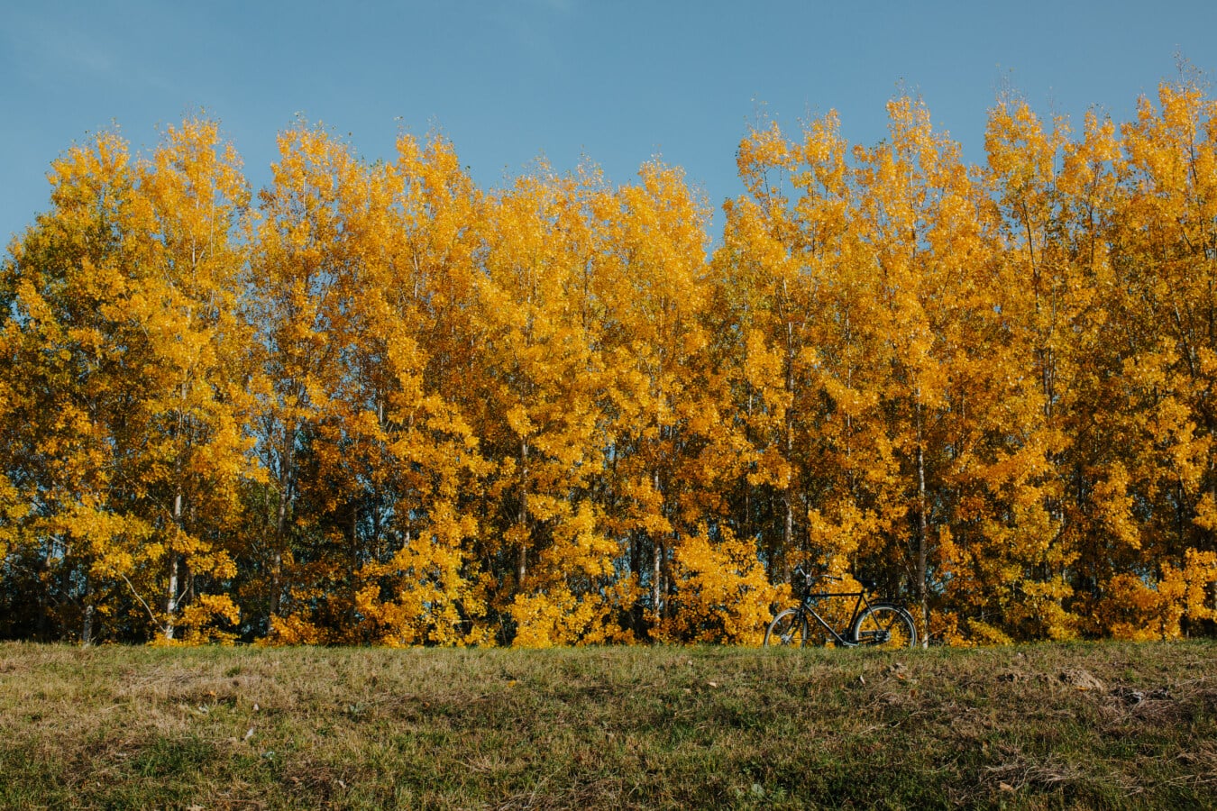 ป่า, ต้นไม้, วูดแลนด์, สีส้มสีเหลือง, ฤดูใบไม้ร่วง, ป๊อป, ต้นไม้, ฤดูใบไม้ร่วง, กิจกรรมกลางแจ้ง, ภูมิทัศน์