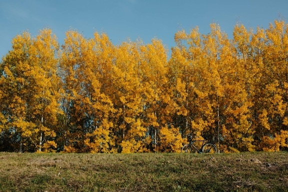les, stromy, lesy, oranžově žlutá, podzimní sezóna, Topol, strom, podzim, venku, krajina