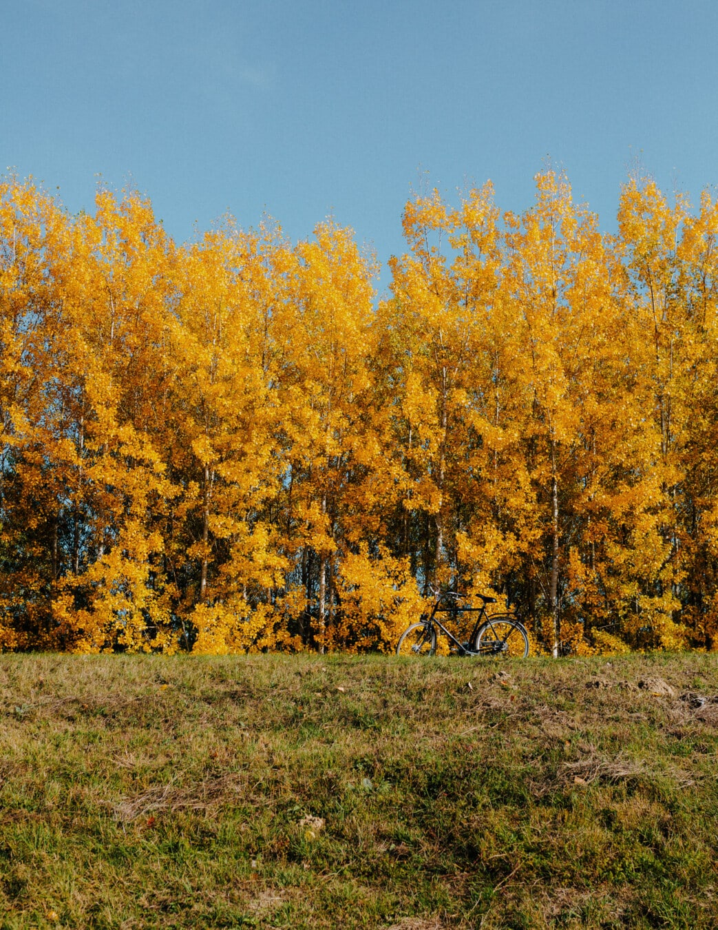 sezon jesień, kolory, pomarańczowy, żółty, na wzgórzu, Aspen, jesień, drzewo, lasu, krajobraz, drewno
