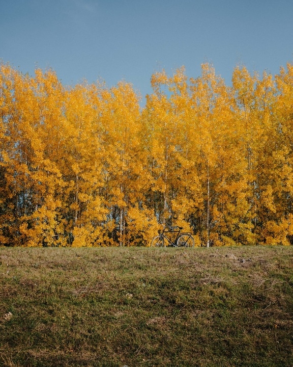 landscape, tree, yellow, leaf, forest, poplar, autumn, nature, outdoors, wood