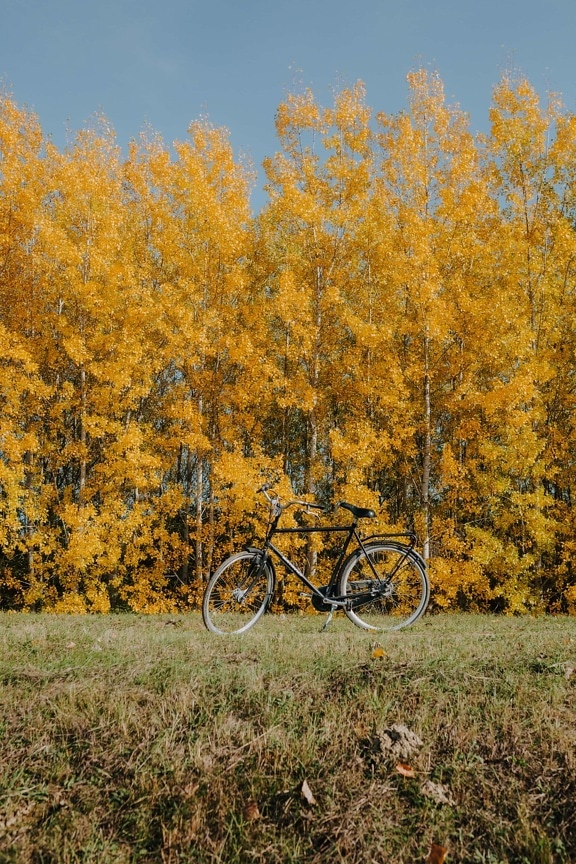 bicycle, black, classic, old style, trees, orange yellow, yellowish brown, autumn season, autumn, forest