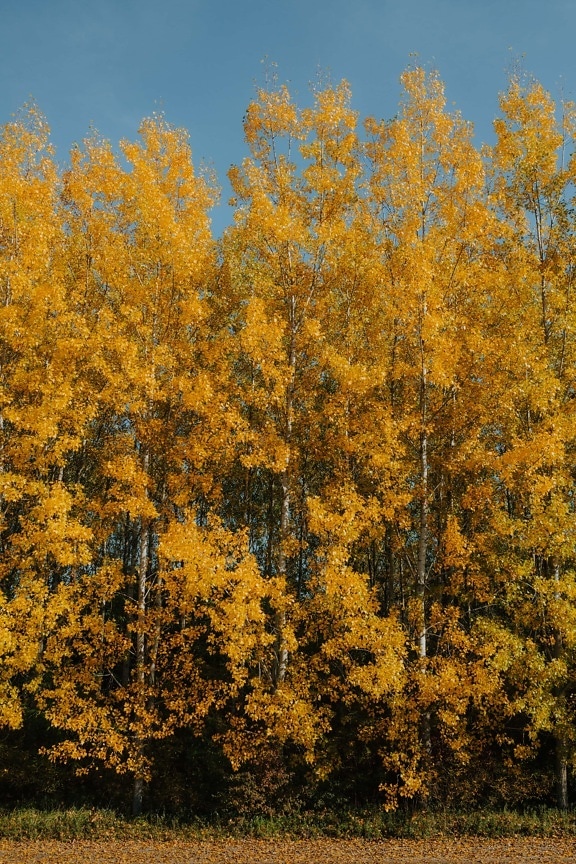 oranžová žltá, Topoľ, stromy, žltkasto hnedé, žlté listy, vidiek, jesennej sezóny, jeseň, žltá, les
